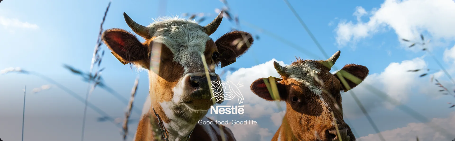Sistema de gestión de proveedores de leche para Nestlé